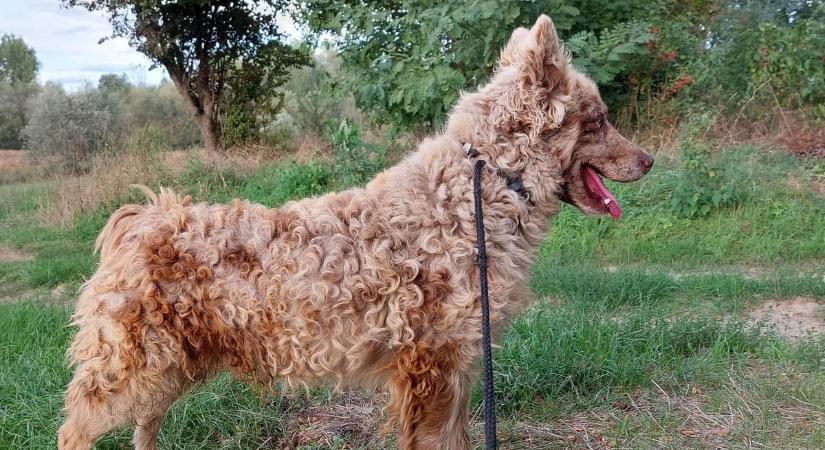 Világsiker a magyar mudi: addig tenyésztették, hogy a tanyákról még a panelba is beköltözött