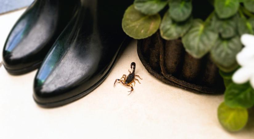 Skorpió invázió van a brazil városokban