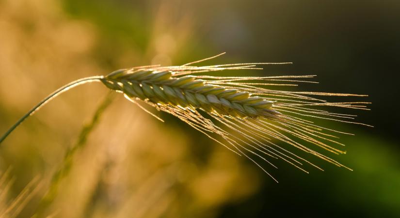 Új támogatási lehetőség az agrárberuházásokhoz
