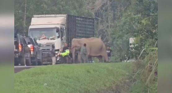 Az anyaelefánt órákon át nem mozdult a teherautó alá szorult borja mellől