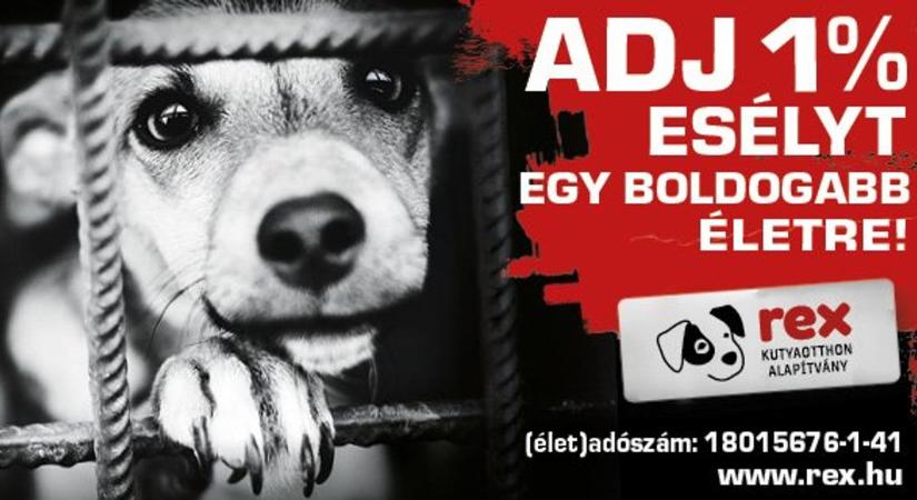 Adj esélyt egy jobb életre! – Még nem késő felajánlani adód 1%-át