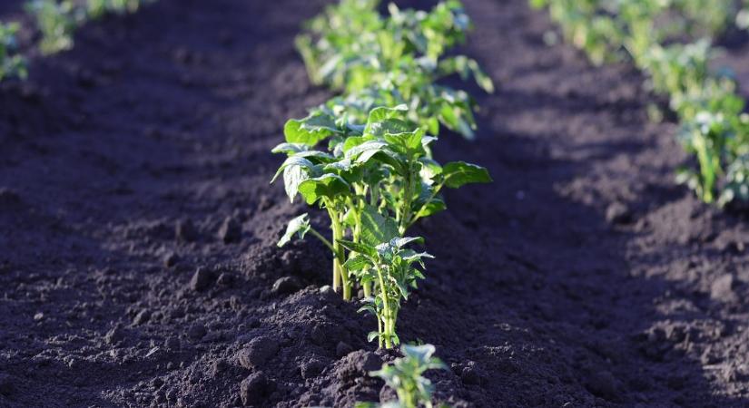 Agrometeorológia: a hűvös idő lassítja a növények fejlődését