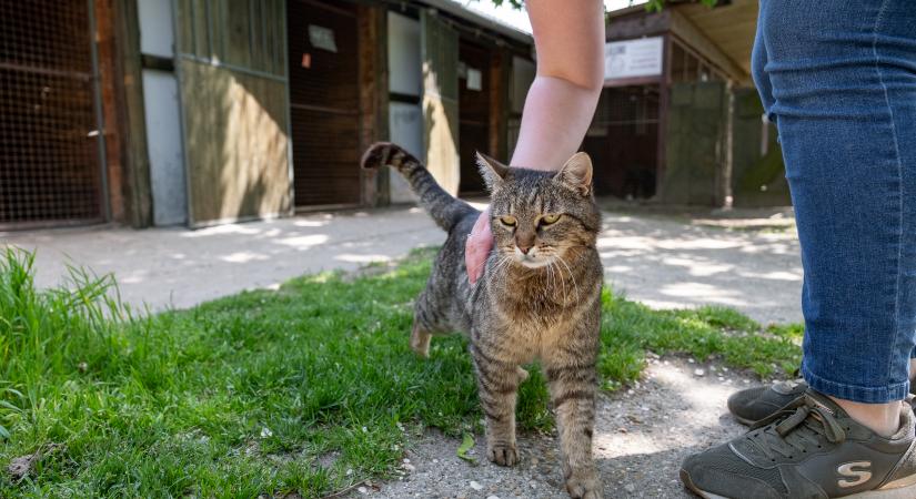 A macskák imádnak játszani, mi se vonjuk meg magunktól az örömöt – játékra invitálunk!