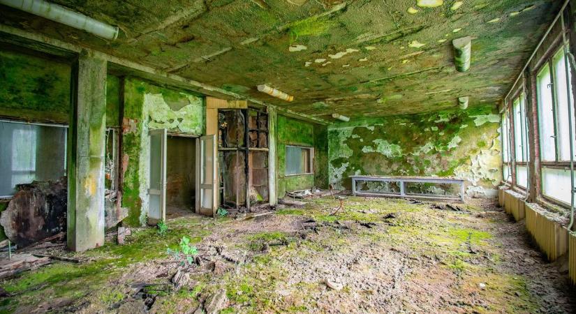 A gomba győzött – olyan ez az elhagyatott iskola, mintha a The Last of Us világában járnánk