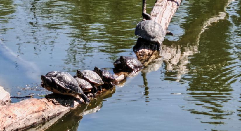 Teknősök szállták meg a szabadstrand partját