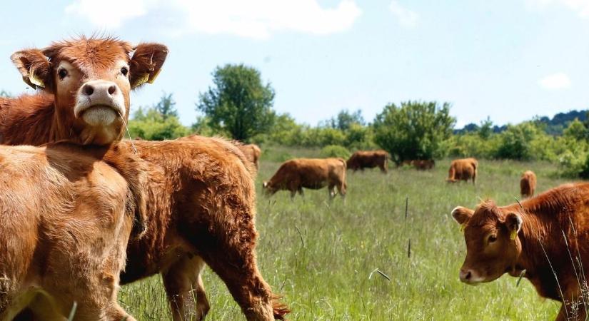 Csak el ne kiabáljuk: a végét járja a száj- és körömfájás járvány