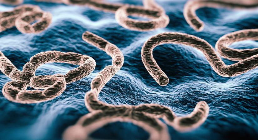 Itt van a szomszédban az ebola, rendkívüli biztonsági intézkedések léptek életbe