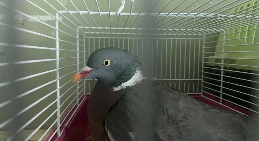 Légpuskával meglőtt madarat vittek el a Keleti pályaudvartól - megdöbbentő fotók, miért őrült meg néhány ember?
