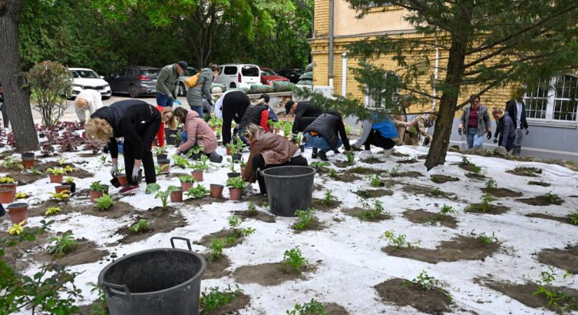 Megszépítették a Dél-pesti Centrumkórház kertjét