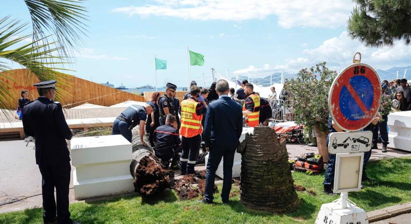 Hatalmas baleset a Cannes-i Filmfesztivál helyszínén - pálmafa dőlt a sétálóra - fotók