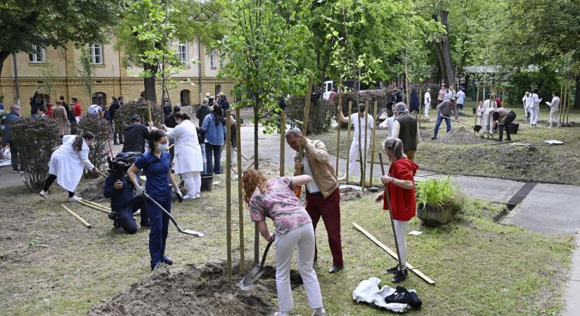 Fákat és virágokat ültettek a Dél-pesti Centrumkórház kertjében