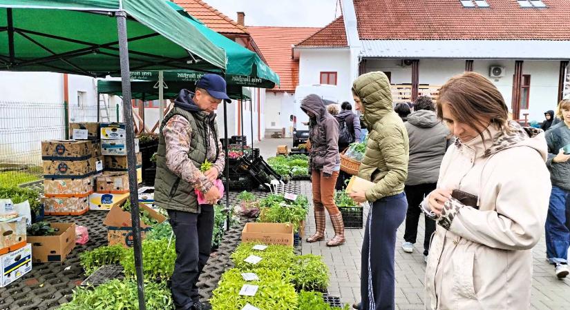 Palántanap Csíkszentmártonban – közös értékek mentén