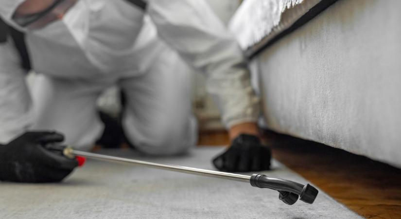 Kártevők az otthonunkban: a szakértők szerint ezeket a hibákat követjük el