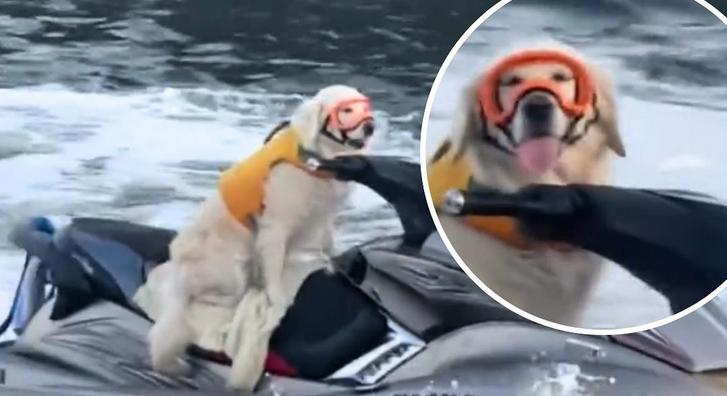 Lencsevégre kaptak egy kutyát, amelyik úgy jet skizett, mintha ez lenne a világ legegyszerűbb dolga