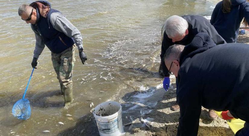 Tömegével pusztulnak a halak a Velencei-tóban, itt a magyarázat a döbbenetes jelenségre