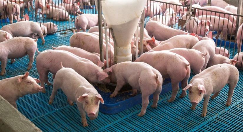 Száj- és körömfájás: támogatást kapnak a sertéstartók