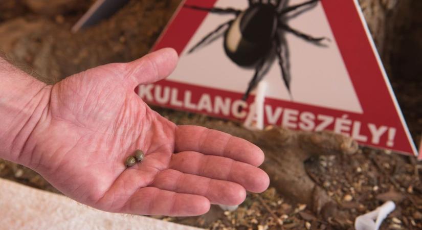 Létezik egyáltalán hatékony „fegyver” a kullancsok ellen?