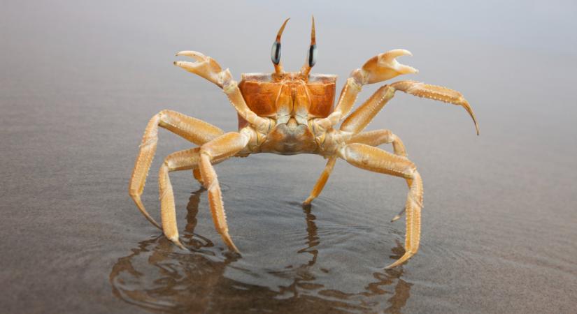 Rákpestis a Balatonban? Itt az igazság a gyorsan terjedő kórról