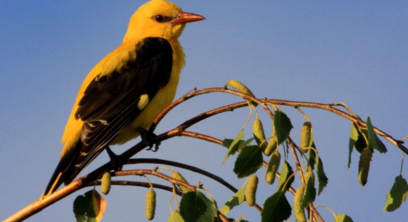 Visszatértek a sárgarigók a Körös-Maros Nemzeti Park tájaira