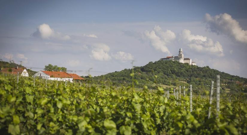 A Pannonhalmi borvidék titka