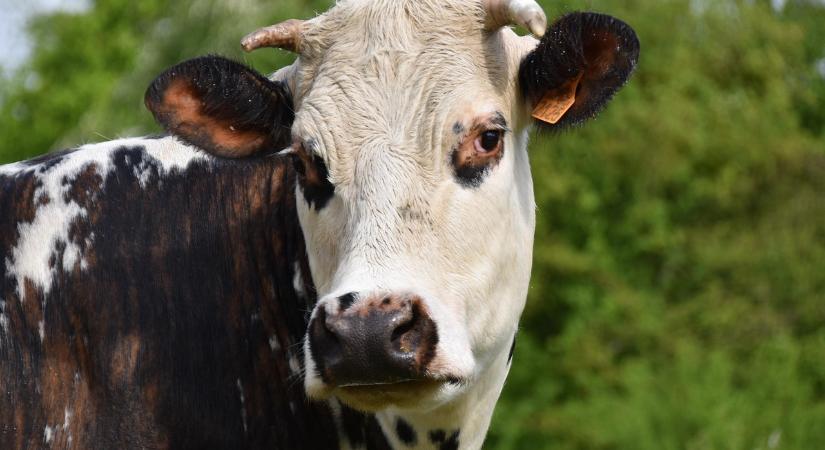 Heti hírösszefoglaló – Feketelistáról lekerülve: újraindulhat az állatexport Csehországba