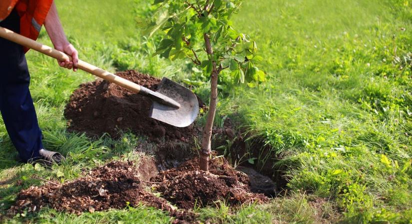 Fát ültetne vagy kivágna az udvarán? Megbüntethetik! Utánajártunk, mire kell figyelni