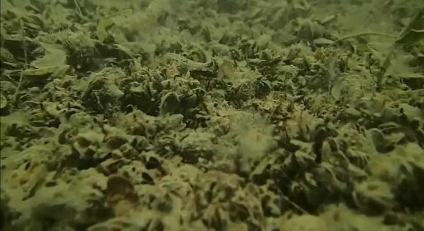 Inváziós faj tisztíthatja meg a Balaton vízét