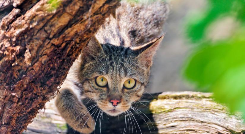 Megható pillanat: visszatért a vadonba Merlin, a mentett vadmacska  Videó