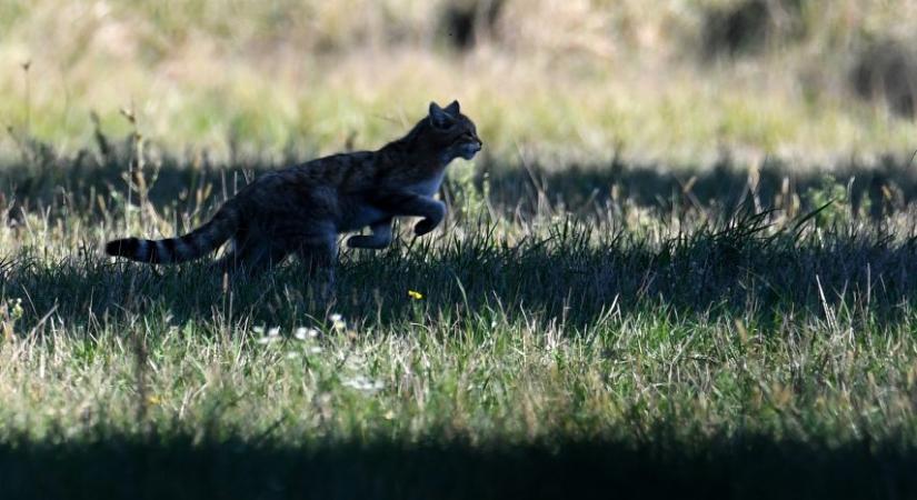 Visszatért a természetbe a Budakeszin felnevelt vadmacska