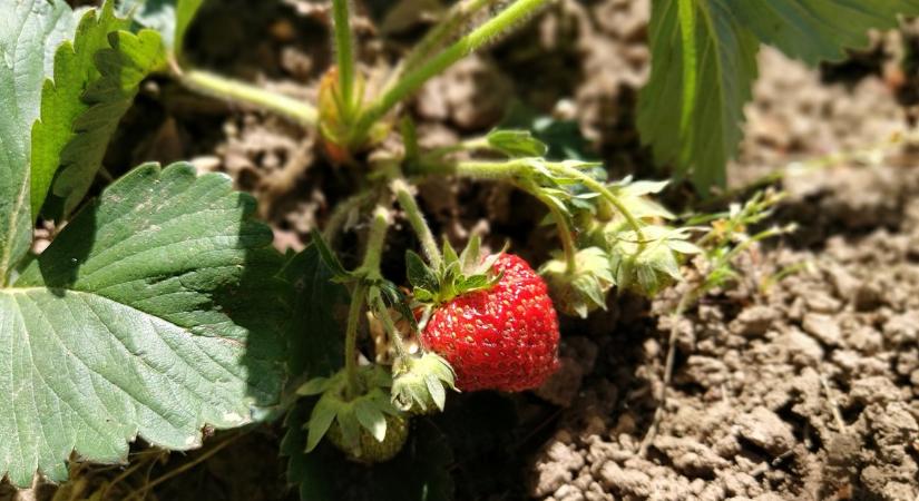 Kertész ismerősöm szerint így öntözd az epret, ha bőséges termést szeretnél