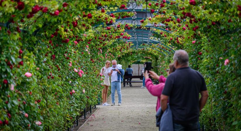 Megnyílt a fertődi Esterházy-kastély Cziráky Margit Rózsakertje – fotók, videó