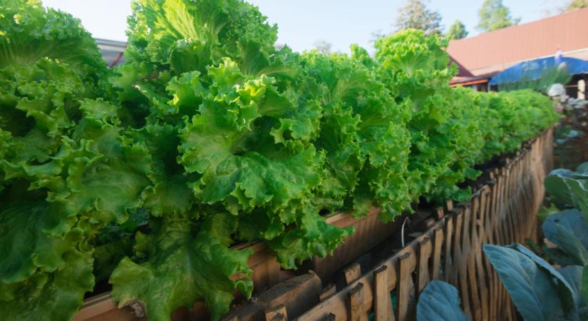 Drága a bolti saláta? Fillérekből termesztheted, még kert sem kell hozzá - a sztárkertész tippjeivel