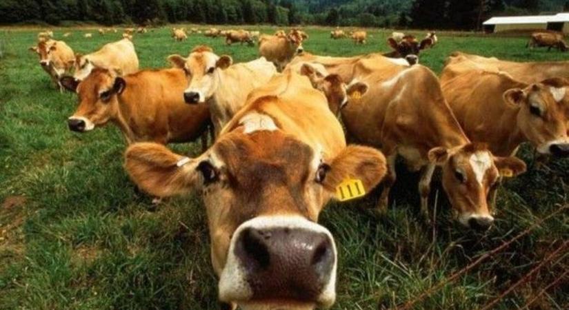 Május 21-től enyhítik a száj- és körömfájás miatt hozott intézkedéseket