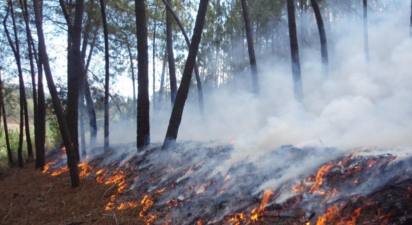 Cigarettacsikk, tarlóégetés, szalonnasütés: egyre nagyobb a vegetációtűz veszélye