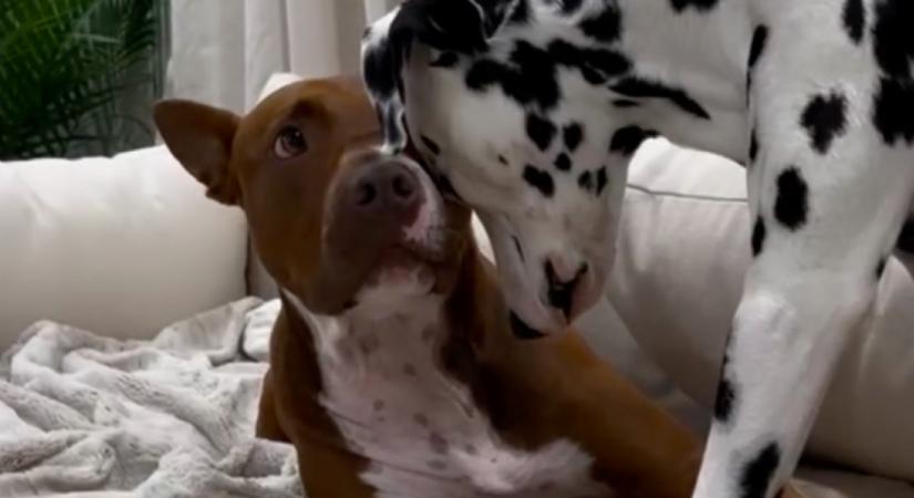 Ideges a pitbull a dalmata miatt: a reakciója mindenkit meglep - Videó