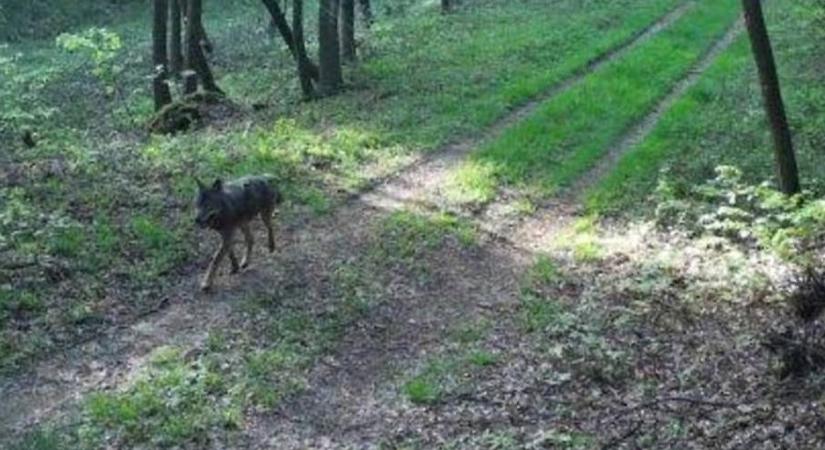 Egymást érik a farkasészlelések Burgenlandban - már több fotó is készült az állatról
