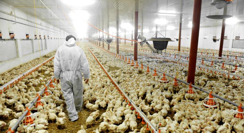 A korlátozások enyhítésében bíznak a világpiacokról kitiltott brazilok