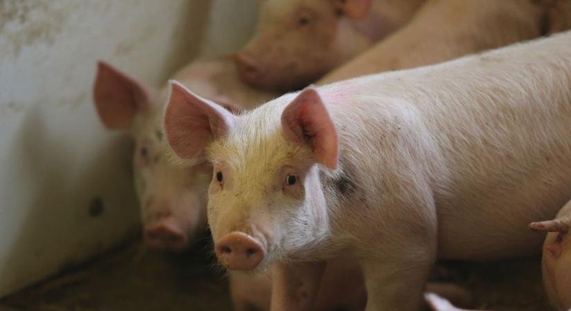 Száj- és körömfájás: több ezer sertést nem tudtak levágni, kártalanítják a gazdákat