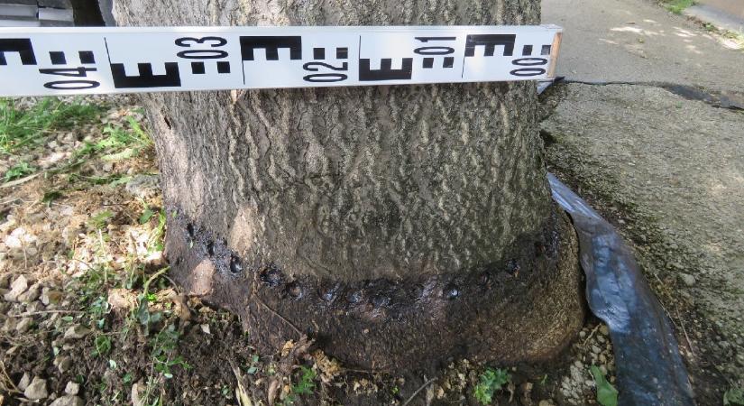 Bizarr bűneset a Balatonnál – képek