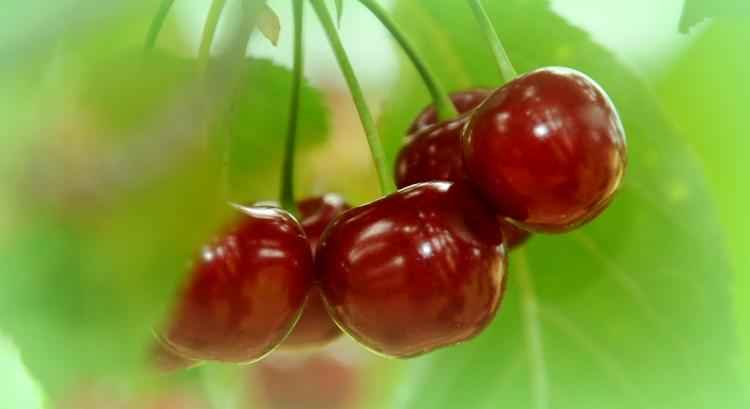 Segítsük a FruitVeBet: jön a meggy- és szilvatermés-becslés