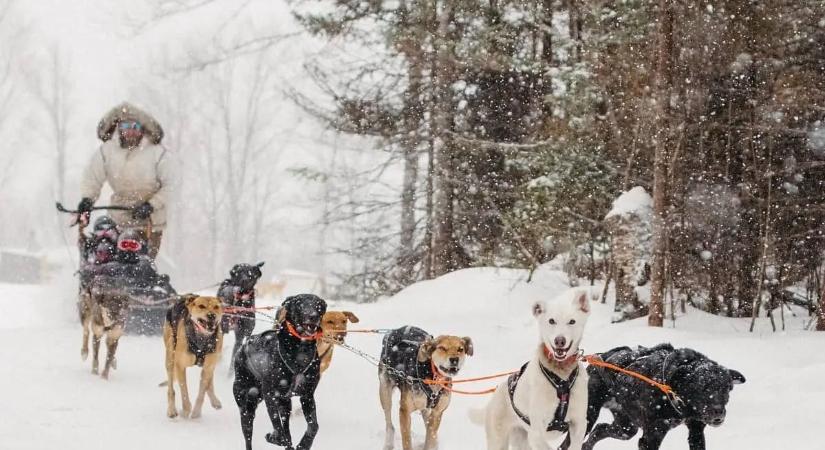 Hallottál már az alaszkai husky-ról? Rengeteg kutyásban felháborodást keltenek tartási körülményeik.