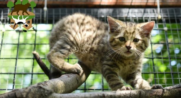 Visszatért a természetbe Merlin, a Budakeszi Vadasparkban felnevelt vadmacska