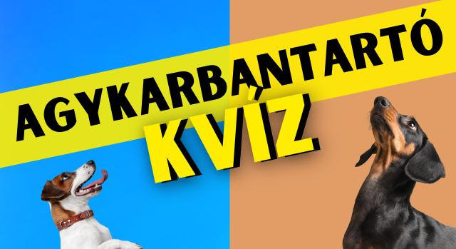 Napi agykarbantartó: Fejleszd az elméd!