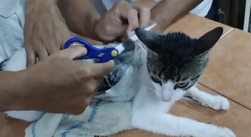 Drogcsempész macskát fogtak egy Costa Rica-i börtönnél