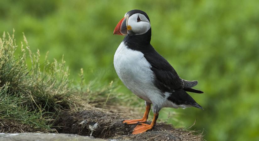 A létezés konfettijei – lundák, természetvédelem és remény Skomer szigetén