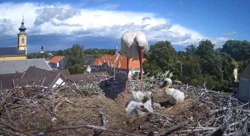 Poroszlói fiókákért aggódik a gólyarajongó közösség