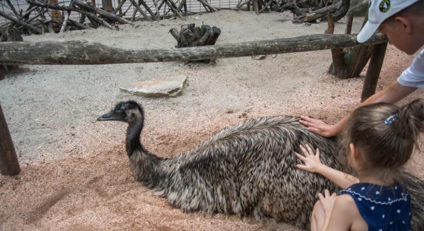 Újra megnyílt az állatsimogató a Fővárosi Állat- és Növénykertben