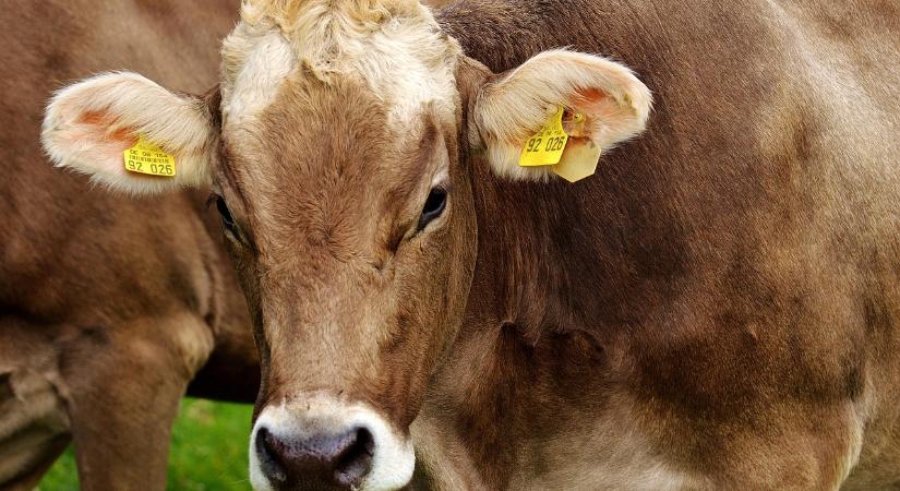 Május elején rendezték meg a FAO RSzKF Bizottságának közgyűlését