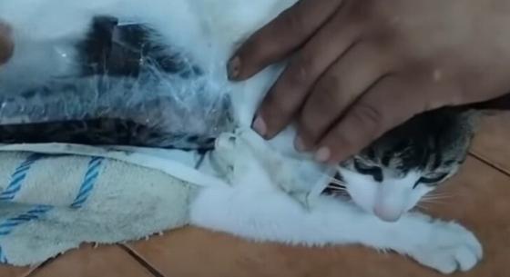 Drogcsempész macskát csíptek fülön egy Costa Rica-i börtönnél – videó