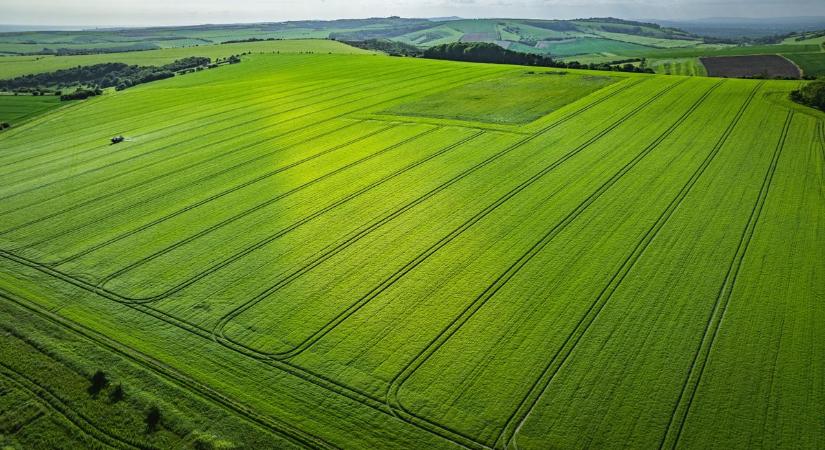 Eső ide vagy oda: továbbra sem barátja az időjárás a gabonatermelőknek